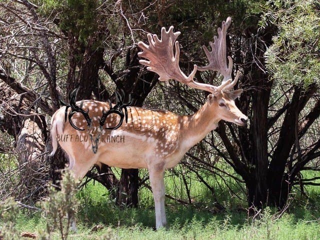 1,137 acres in Nolan County - photo 12