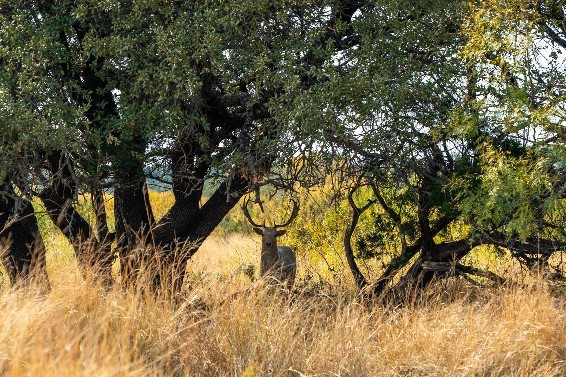 1,137 acres in Nolan County - photo 3