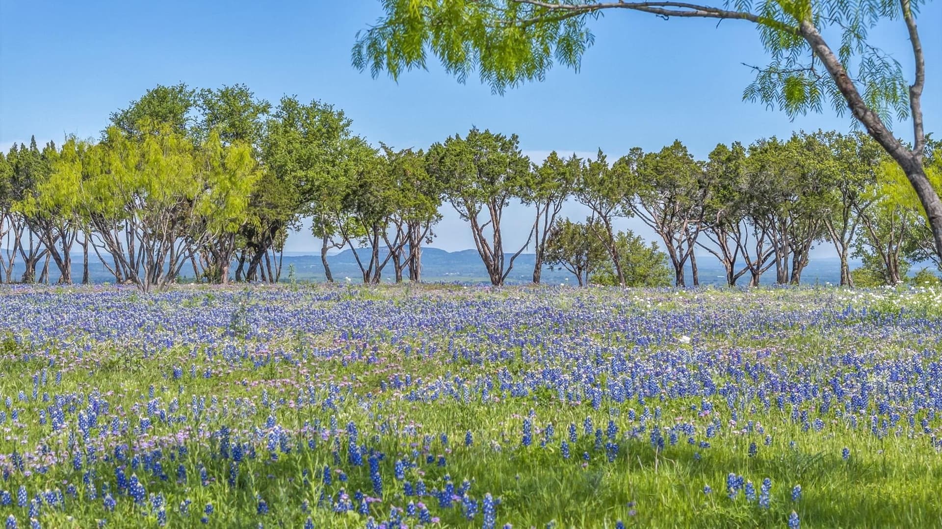 12.5 acres in Blanco County