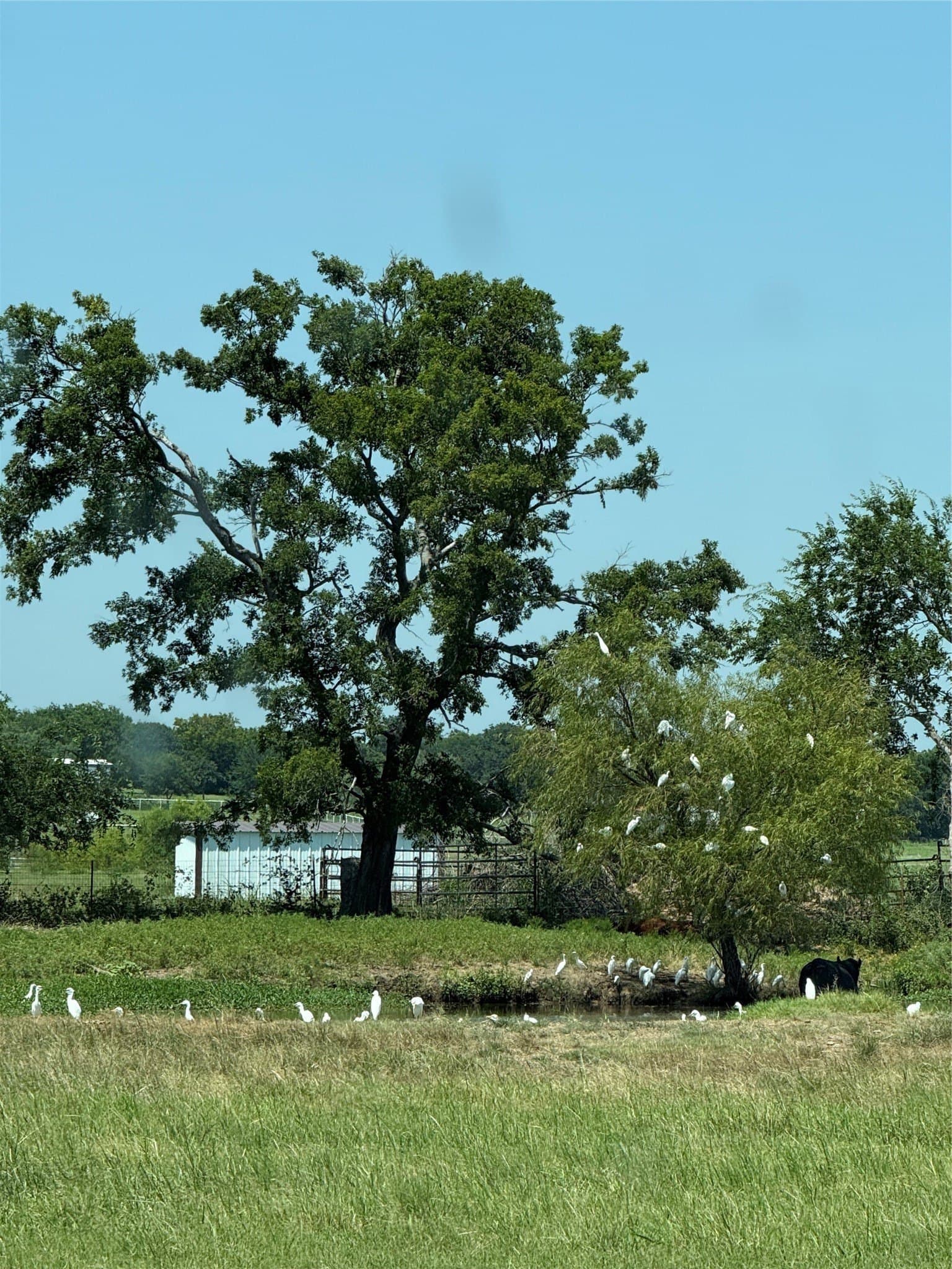 88 acres in Cooke County - photo 12