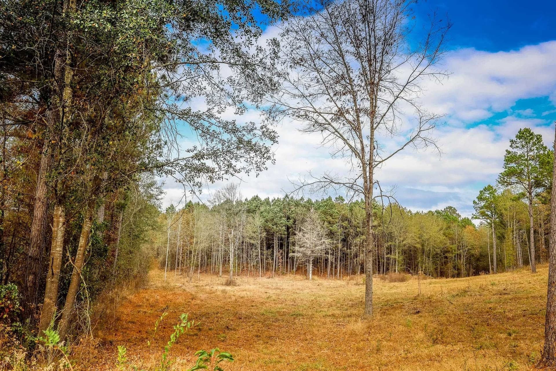 26 acres in Smith County gallery image 2