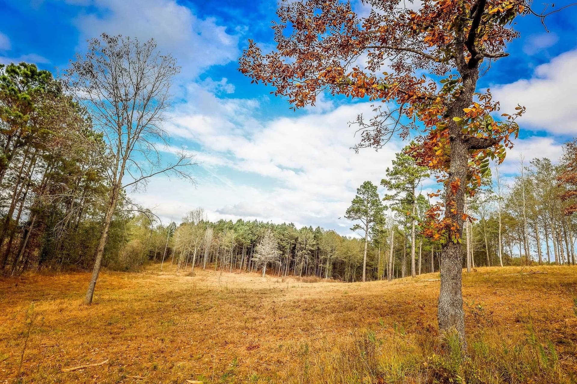 26 acres in Smith County gallery image 3
