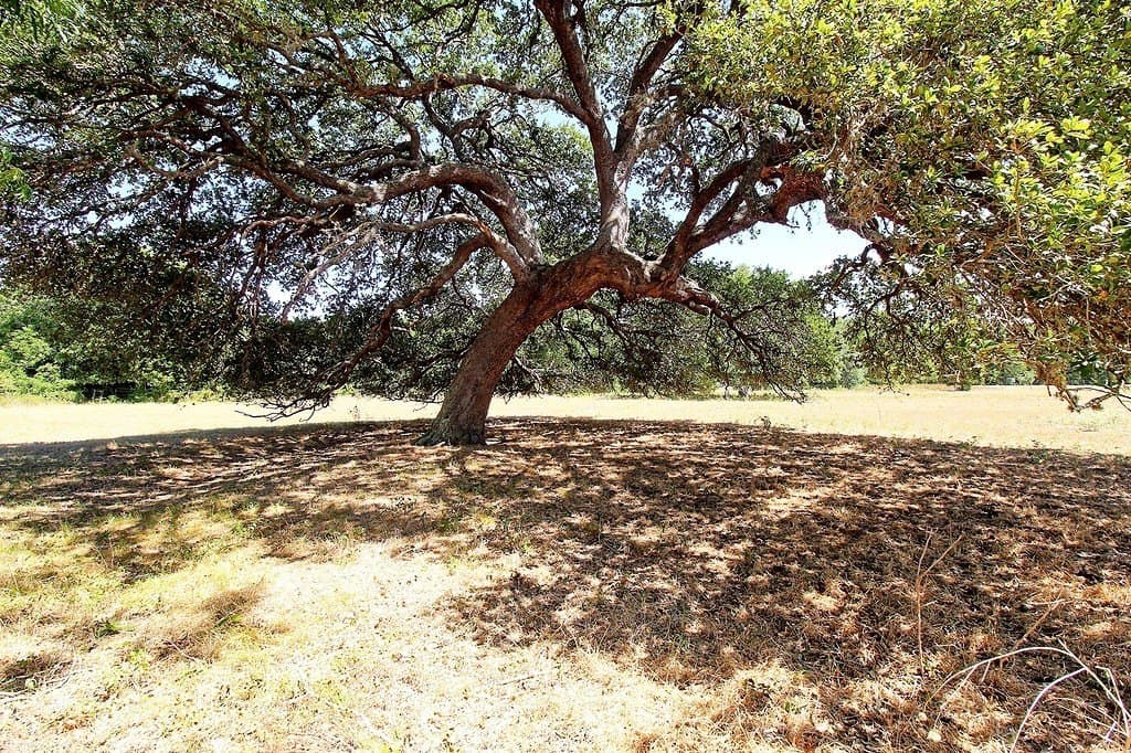 58 acres in Colorado County gallery image 2