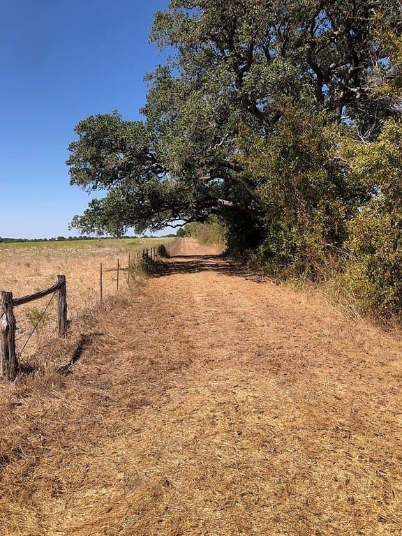 58 acres in Colorado County - photo 25