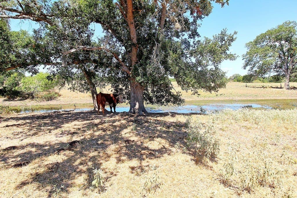 58 acres in Colorado County - photo 15
