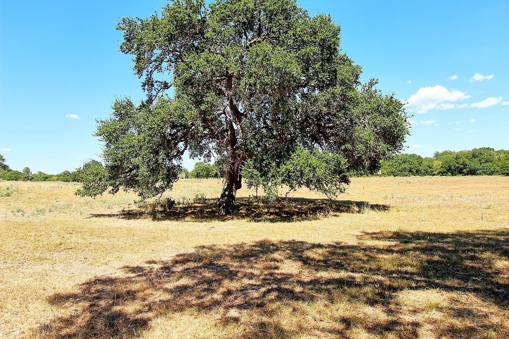 58 acres in Colorado County - photo 7
