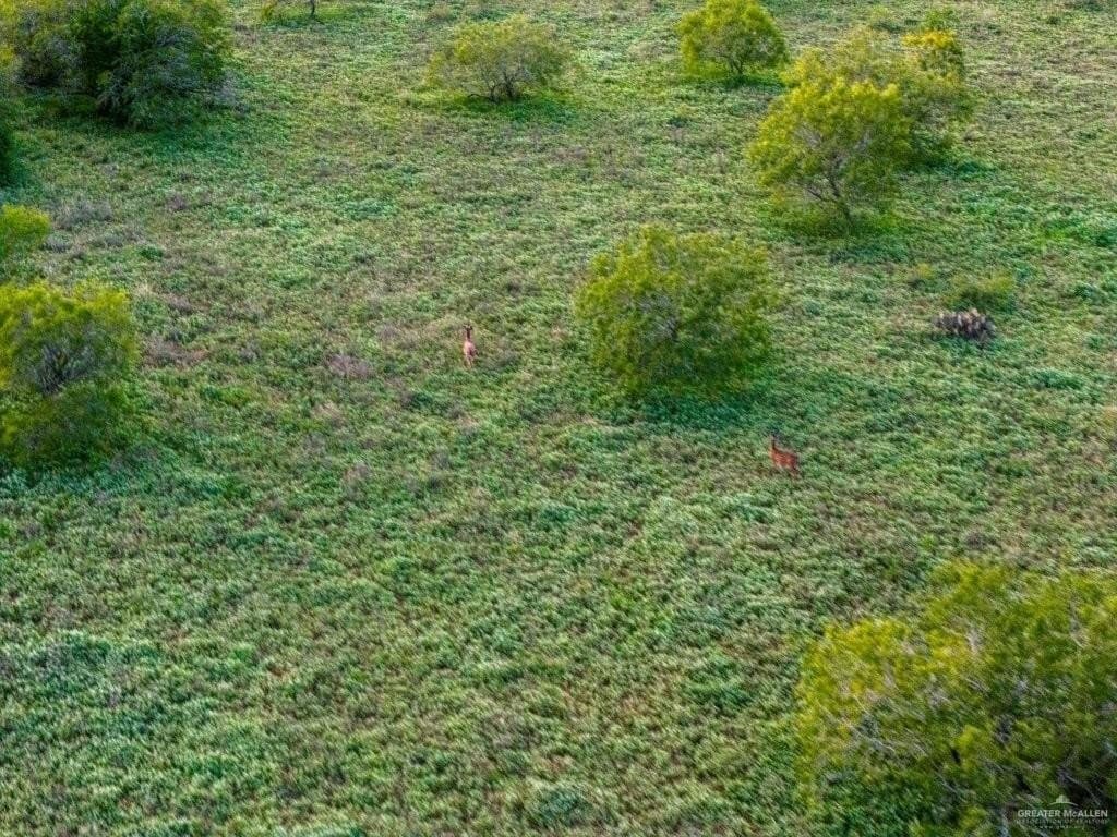 260 acres in Starr County - photo 11