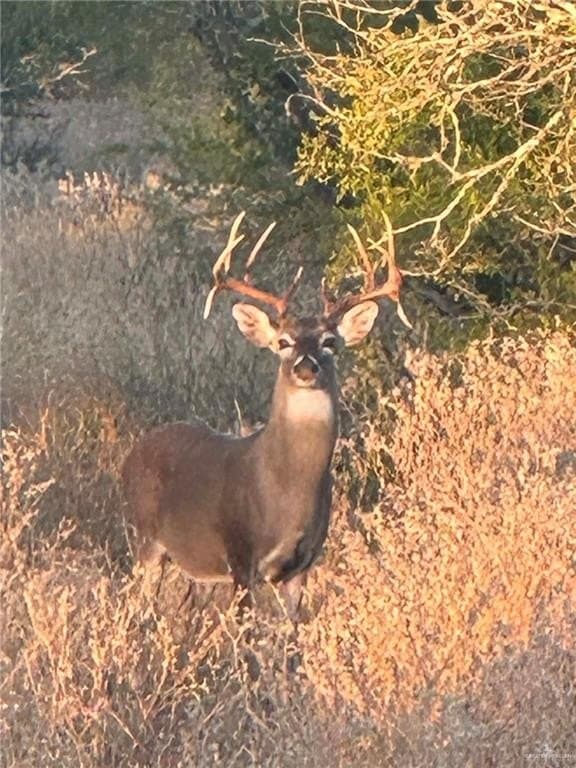 260 acres in Starr County - photo 15