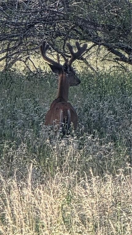 260 acres in Starr County - photo 18