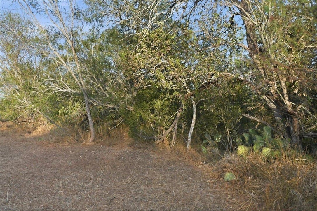 10 acres in Bee County - photo 14