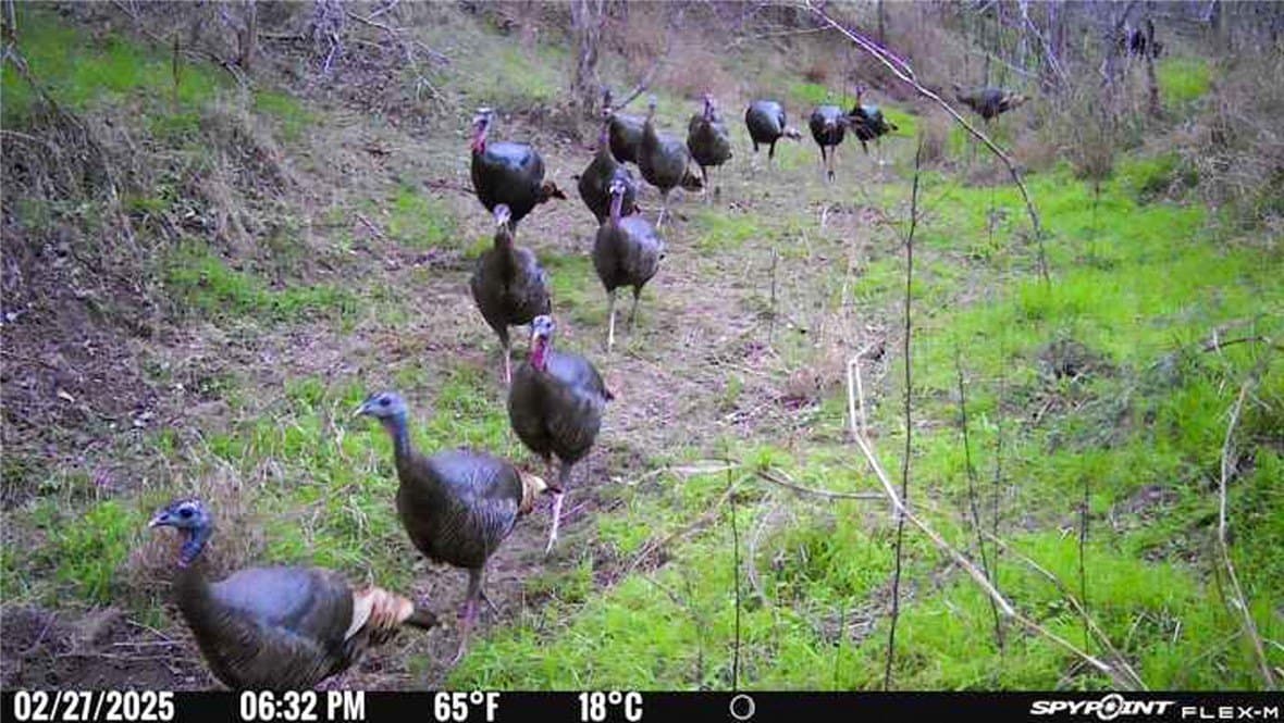 10 acres in Bee County gallery image 2