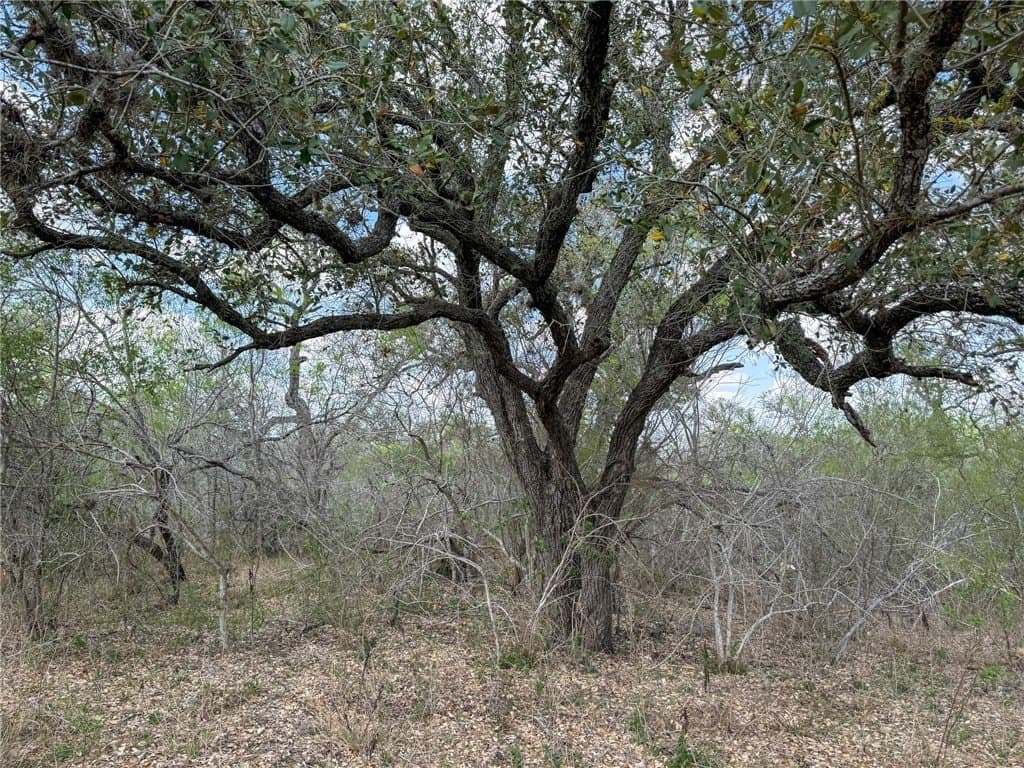 10 acres in Bee County - photo 12