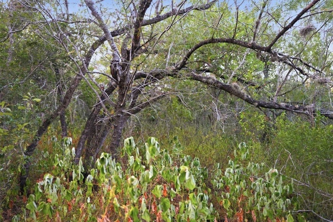 10 acres in Bee County - photo 11