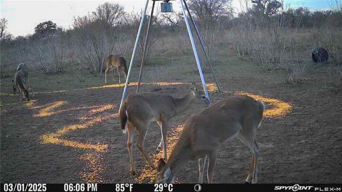10 acres in Bee County gallery image 4