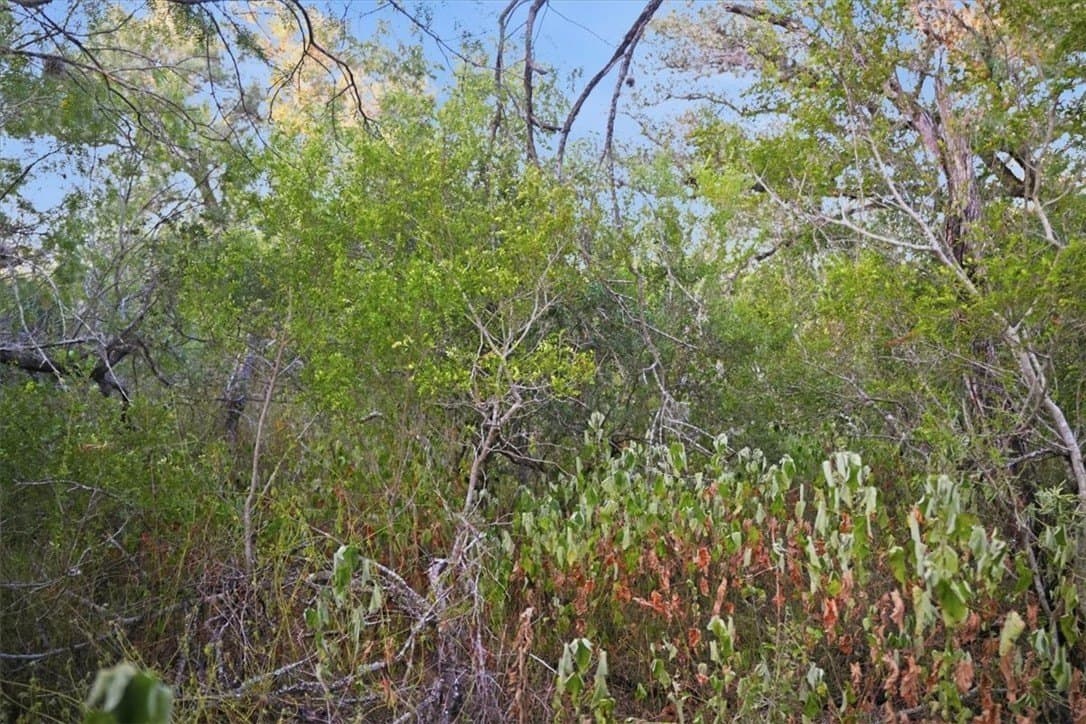 10 acres in Bee County - photo 19