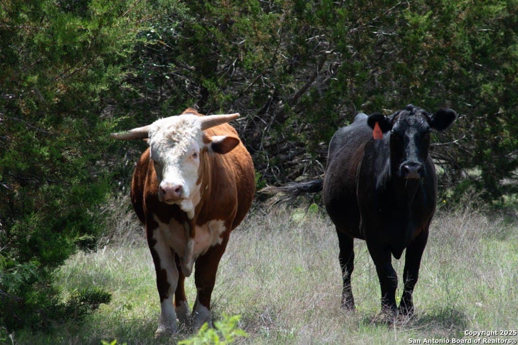 289 acres in Lampasas County - photo 8