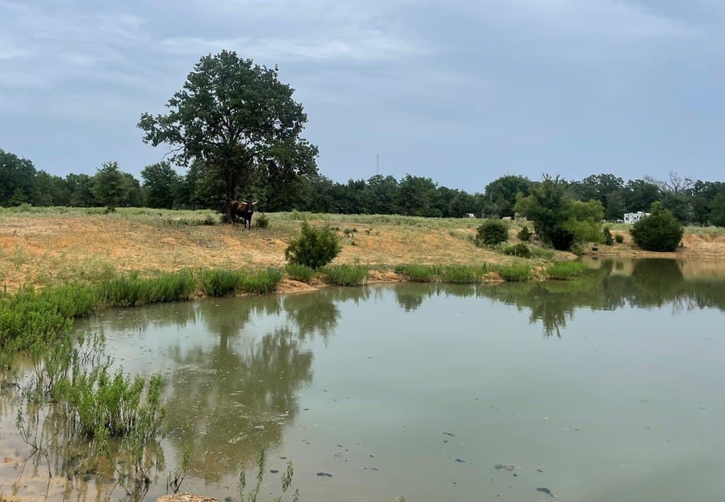 14.31 acres in LIMESTONE County gallery image 4