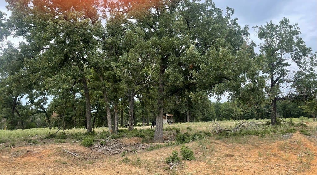 14.31 acres in LIMESTONE County gallery image 3