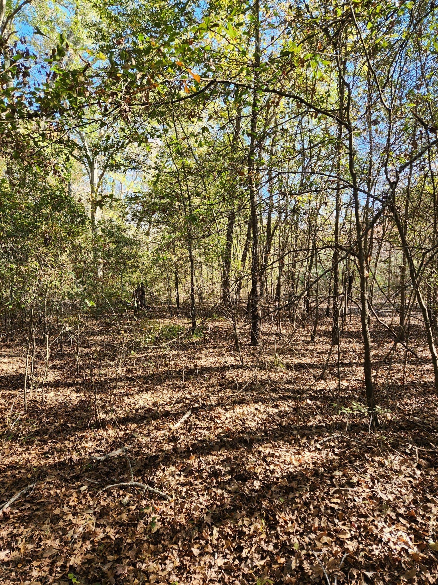 4.41 acres in Henderson County - photo 8