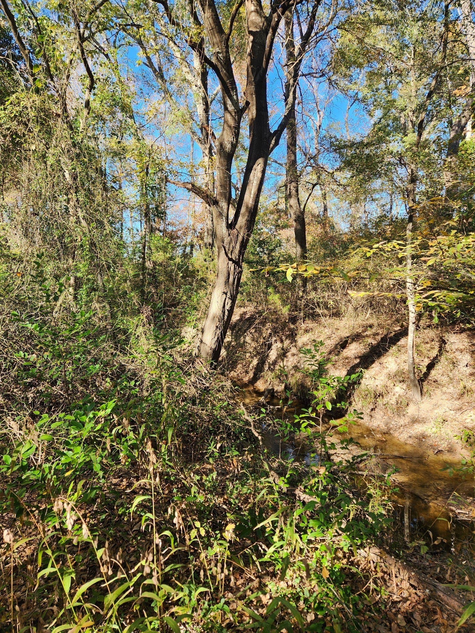 4.41 acres in Henderson County - photo 12