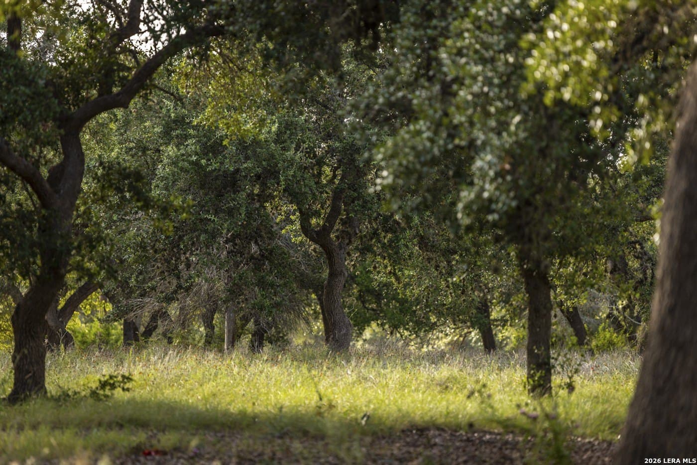 72.89 acres in Comal County - photo 86