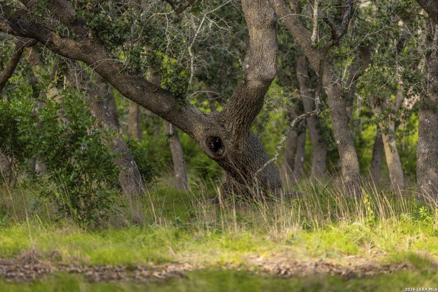 72.89 acres in Comal County - photo 85