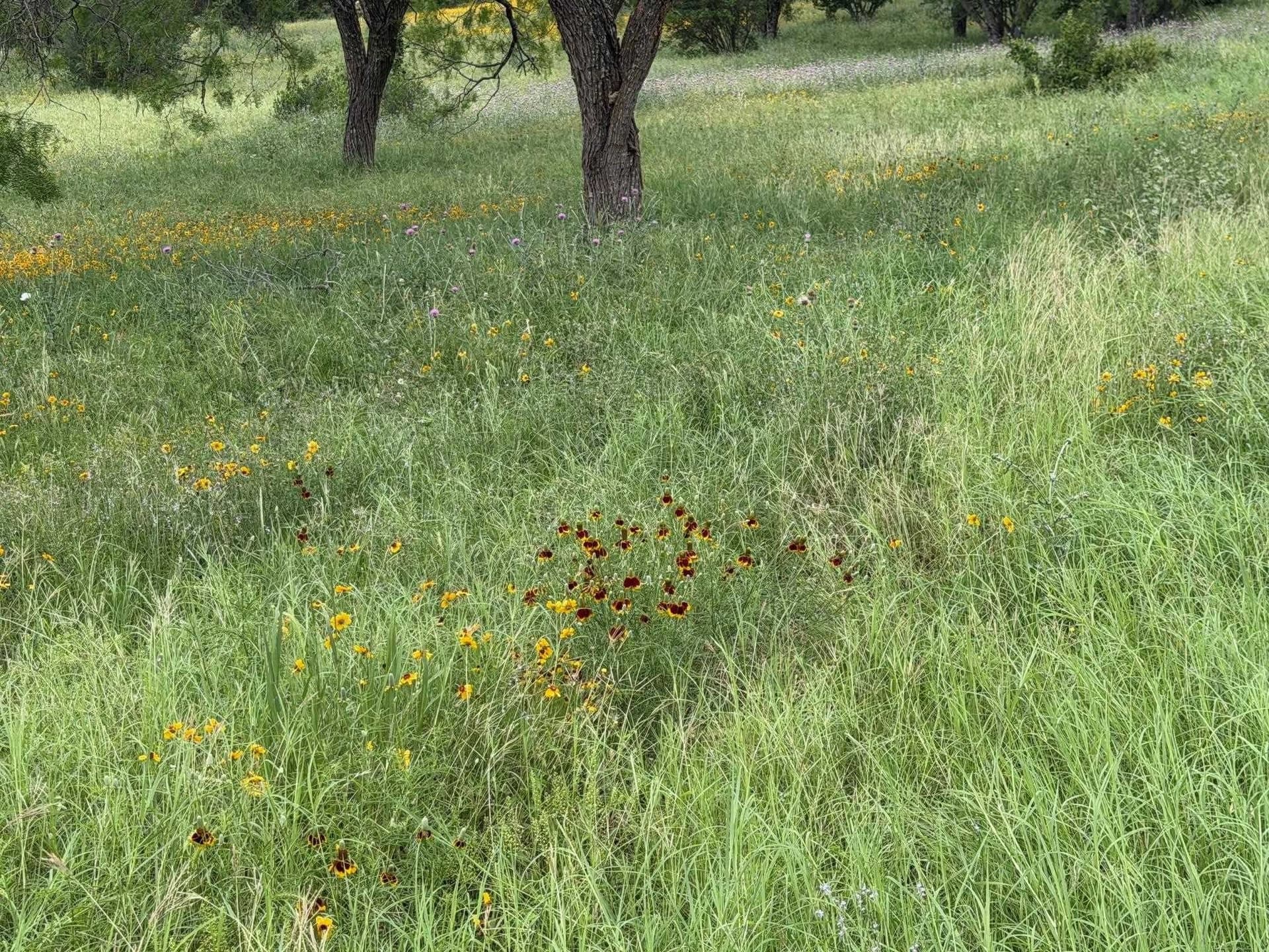0.24 acres in Llano County gallery image 4