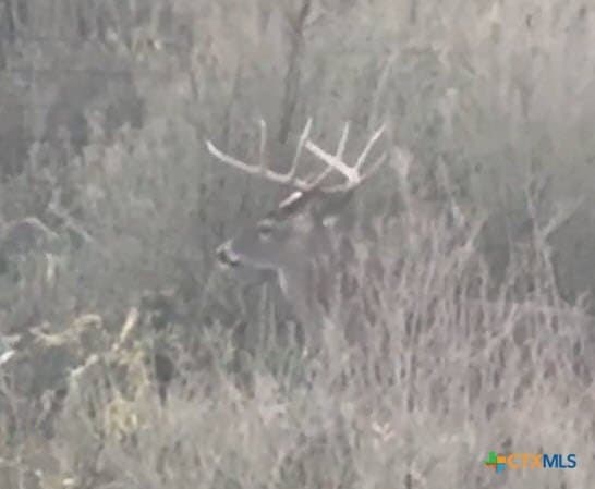 296.67 acres in Lampasas County - photo 6