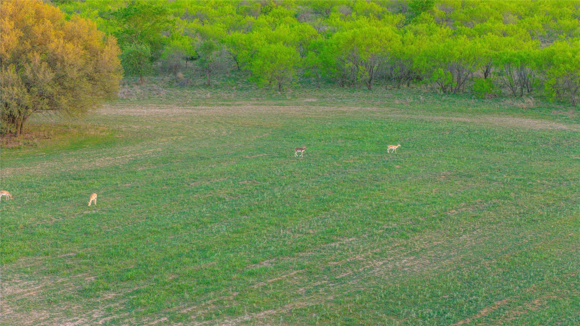 935 acres in Comanche County - photo 26