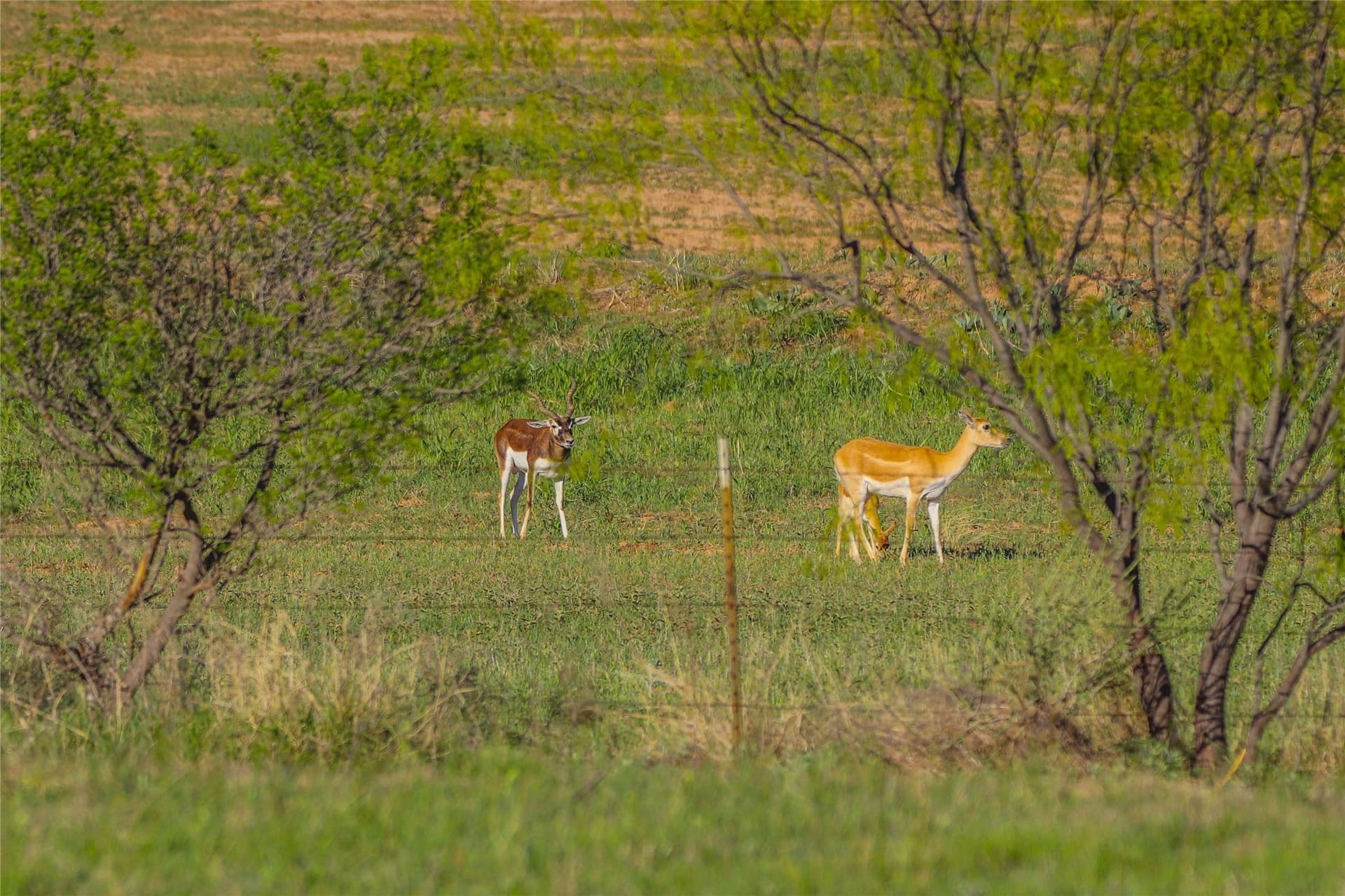 935 acres in Comanche County - photo 5
