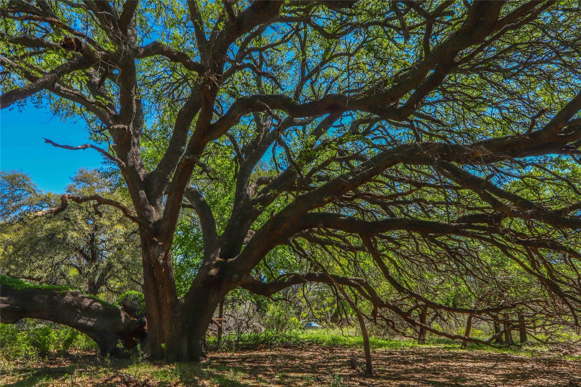 935 acres in Comanche County - photo 12