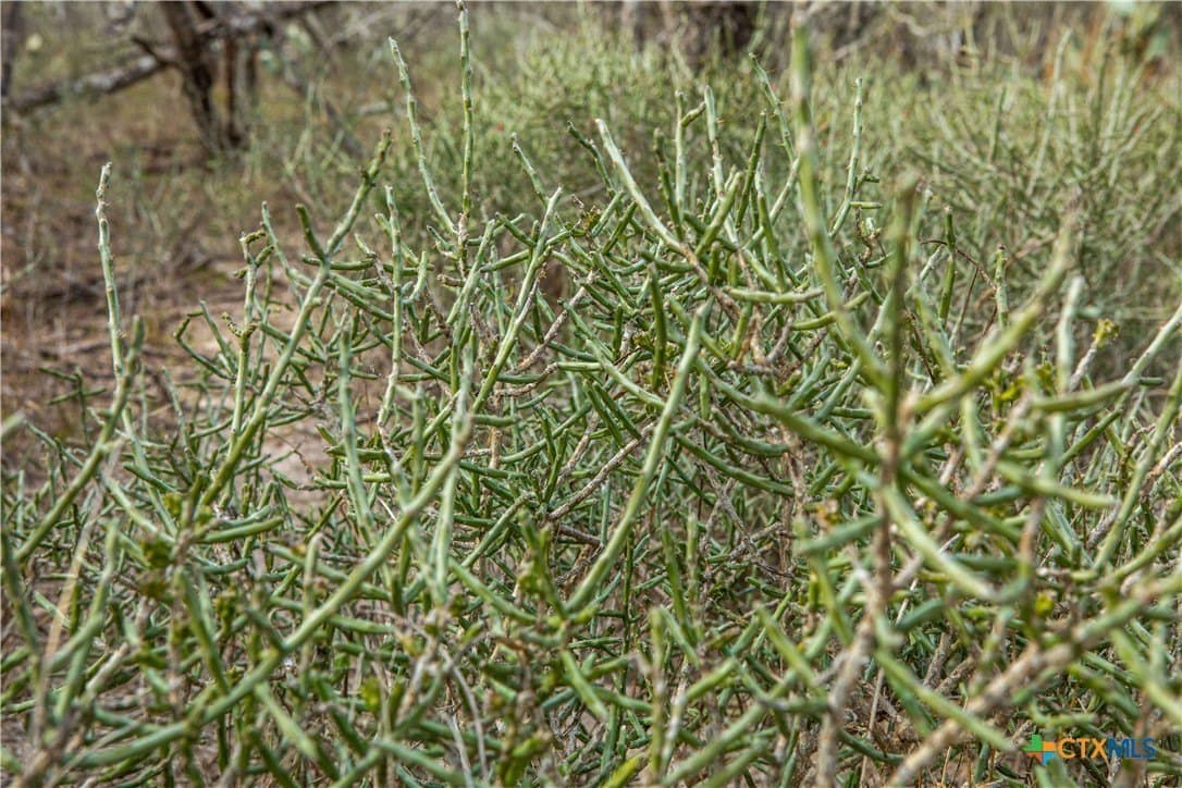12.19 acres in Bee County - photo 16