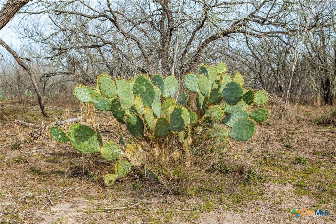 12.19 acres in Bee County - photo 10