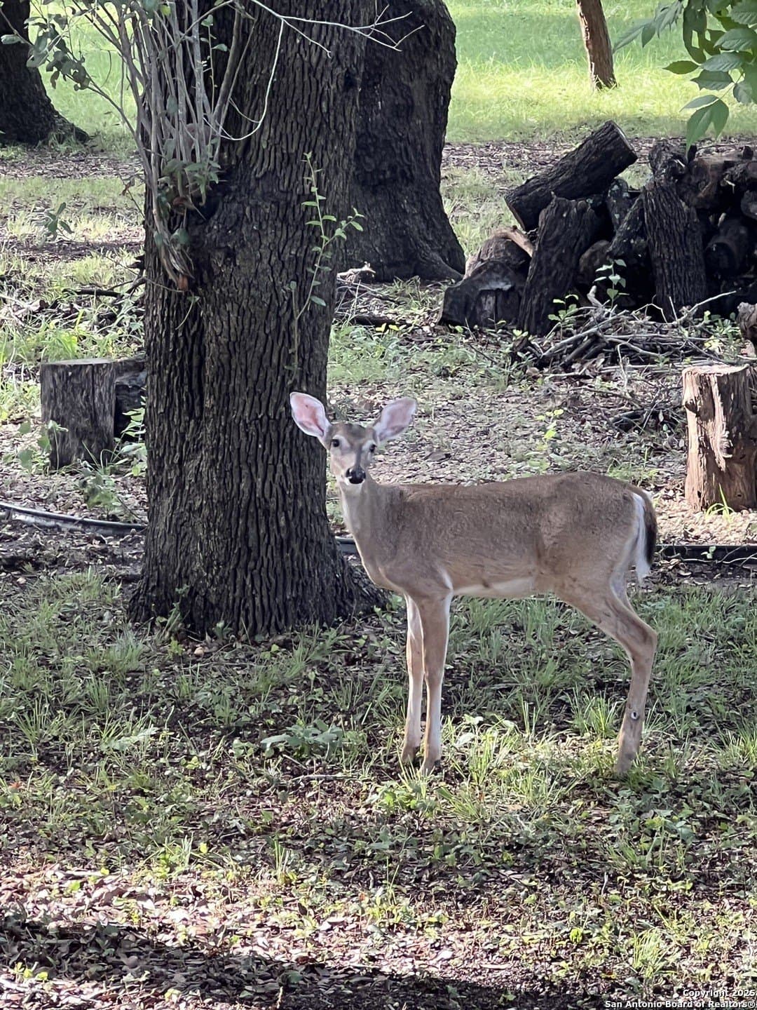 10 acres in Uvalde County - photo 89