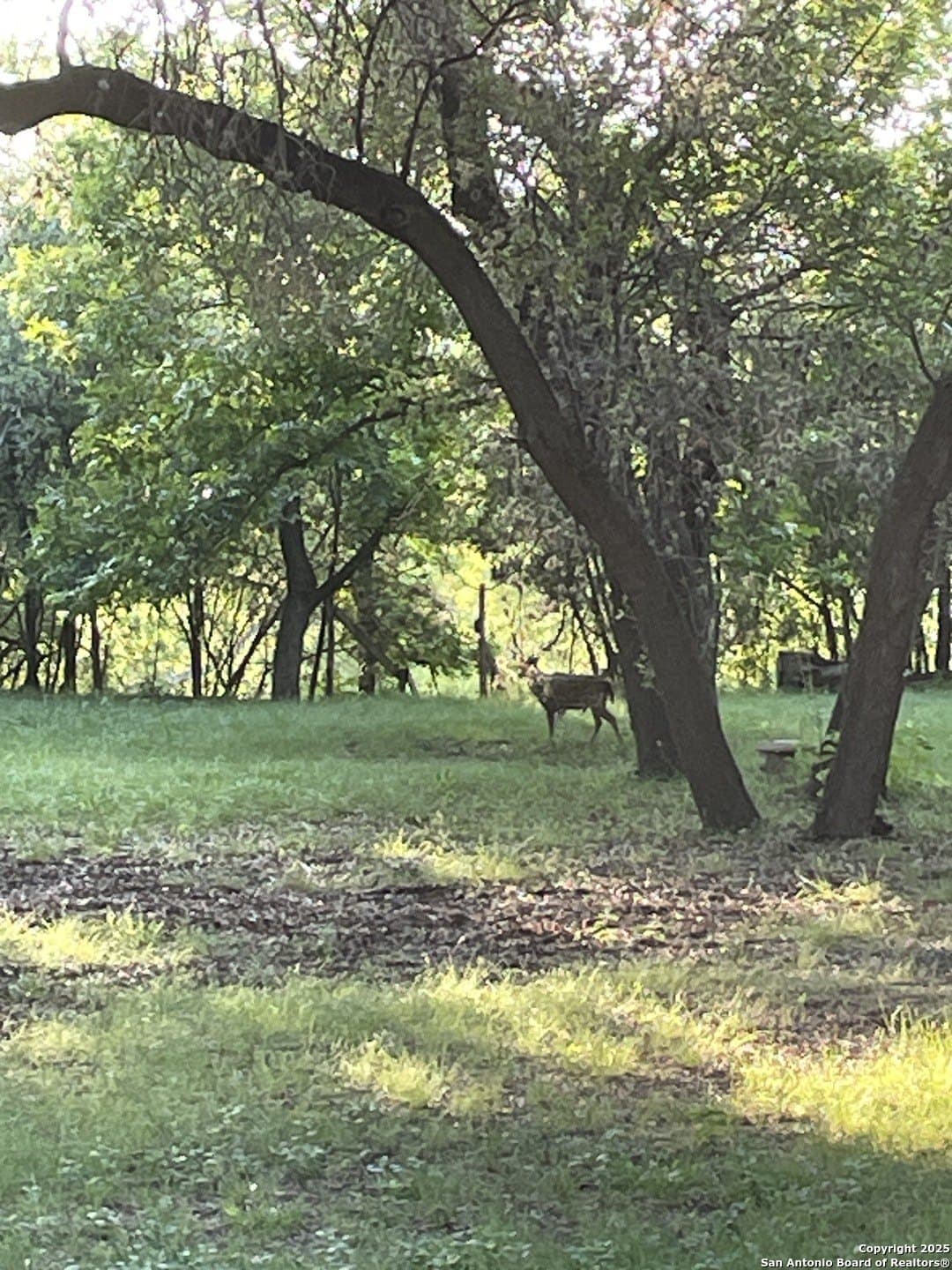 10 acres in Uvalde County - photo 59