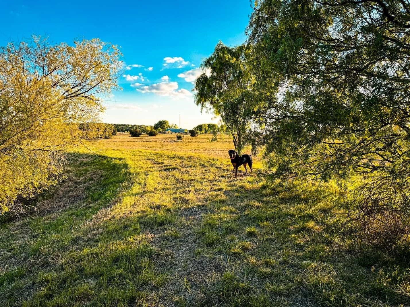 29.01 acres in Coryell County - photo 38