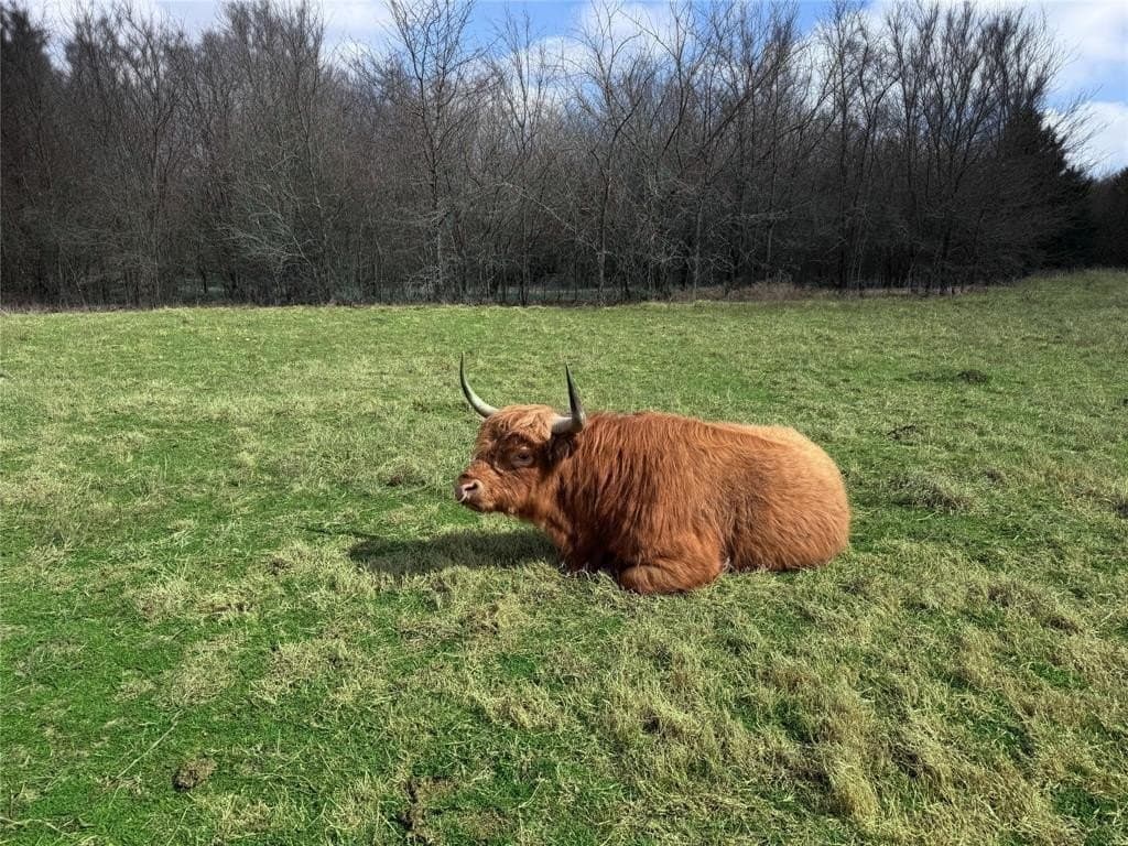 20 acres in Hunt County gallery image 2