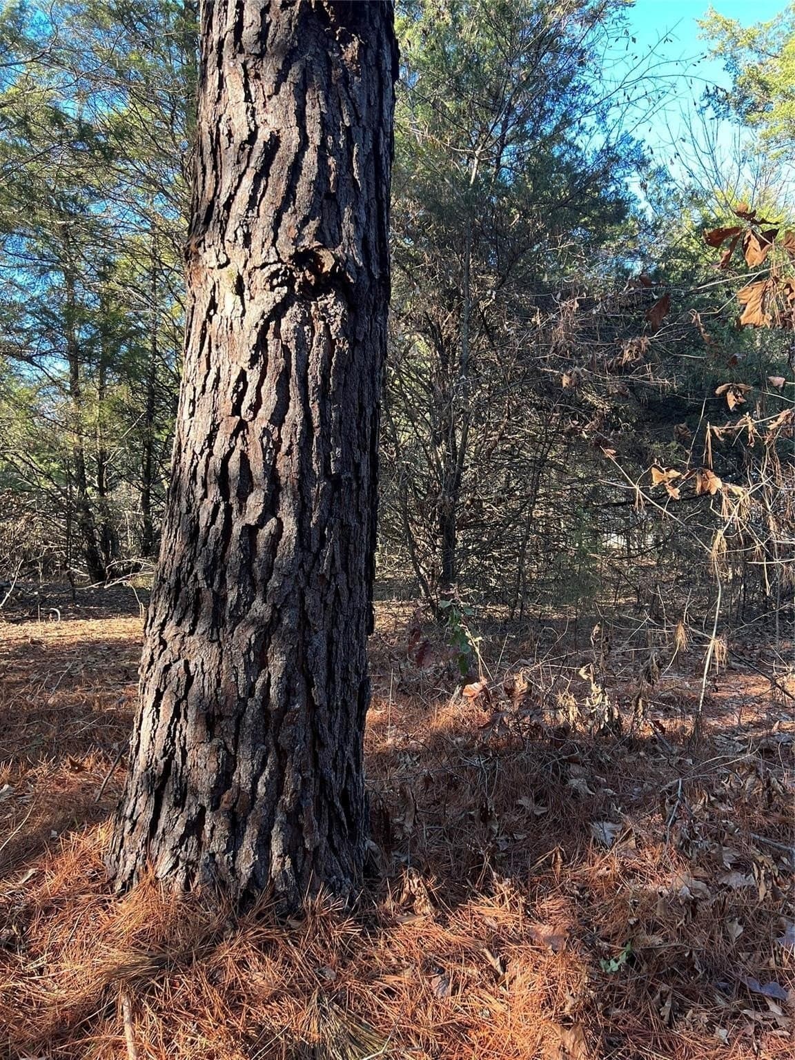 20 acres in Fannin County - photo 6