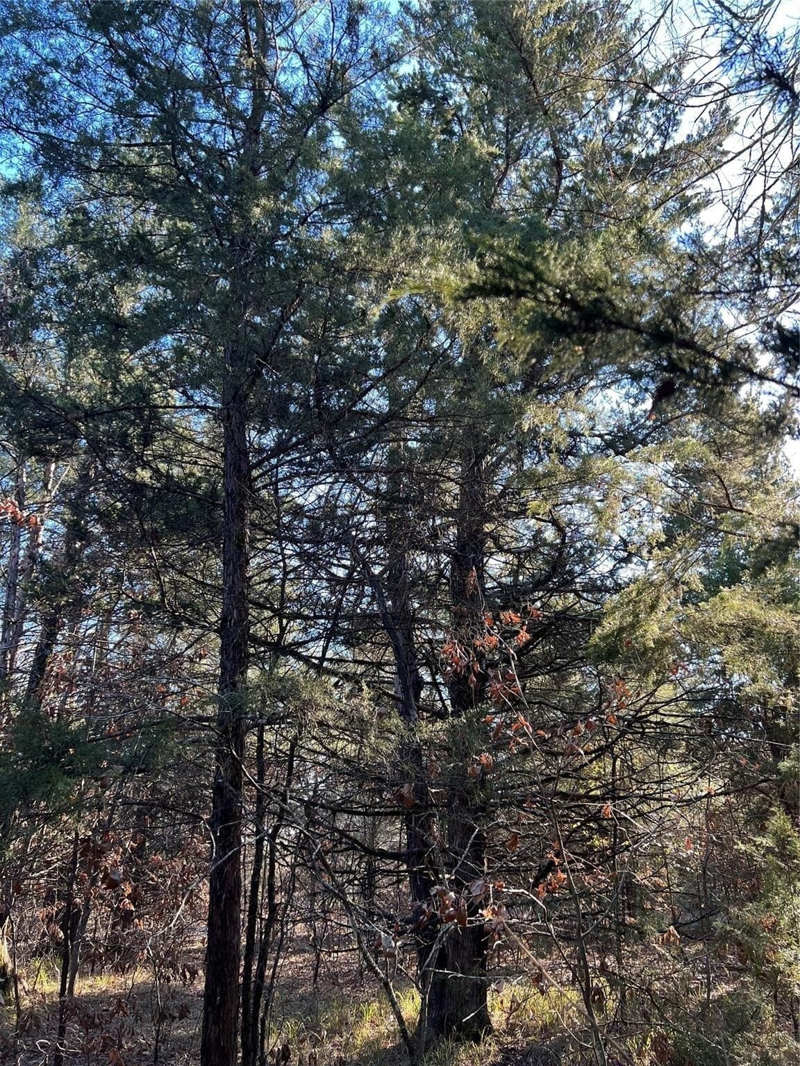 20 acres in Fannin County - photo 9