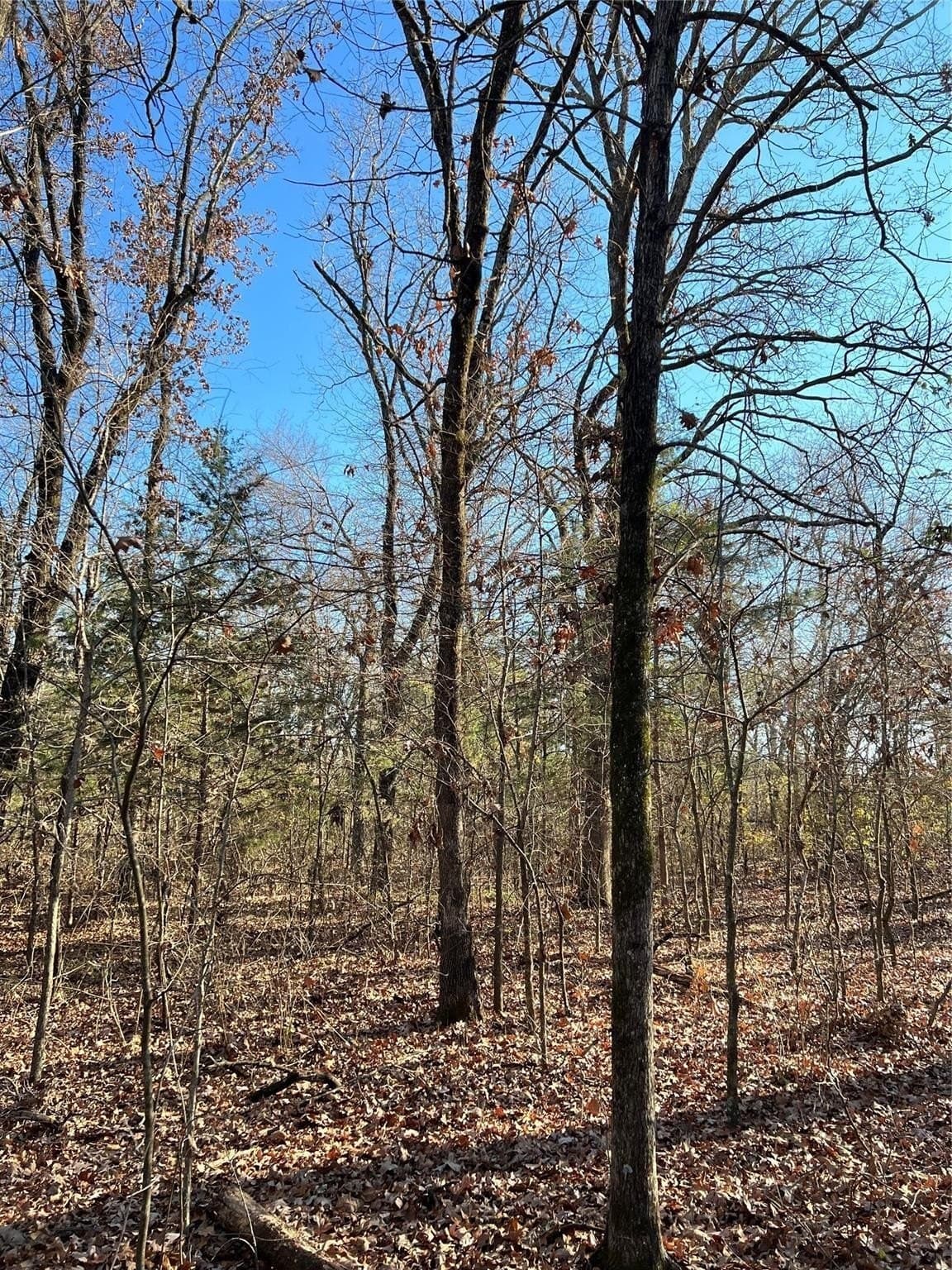 20 acres in Fannin County - photo 10
