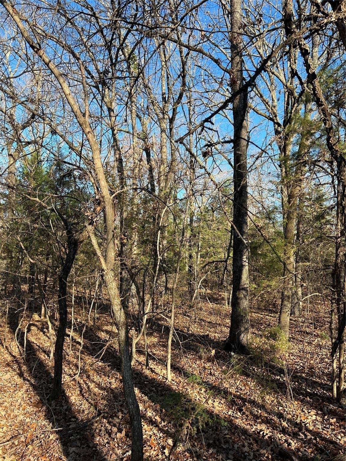 20 acres in Fannin County - photo 5