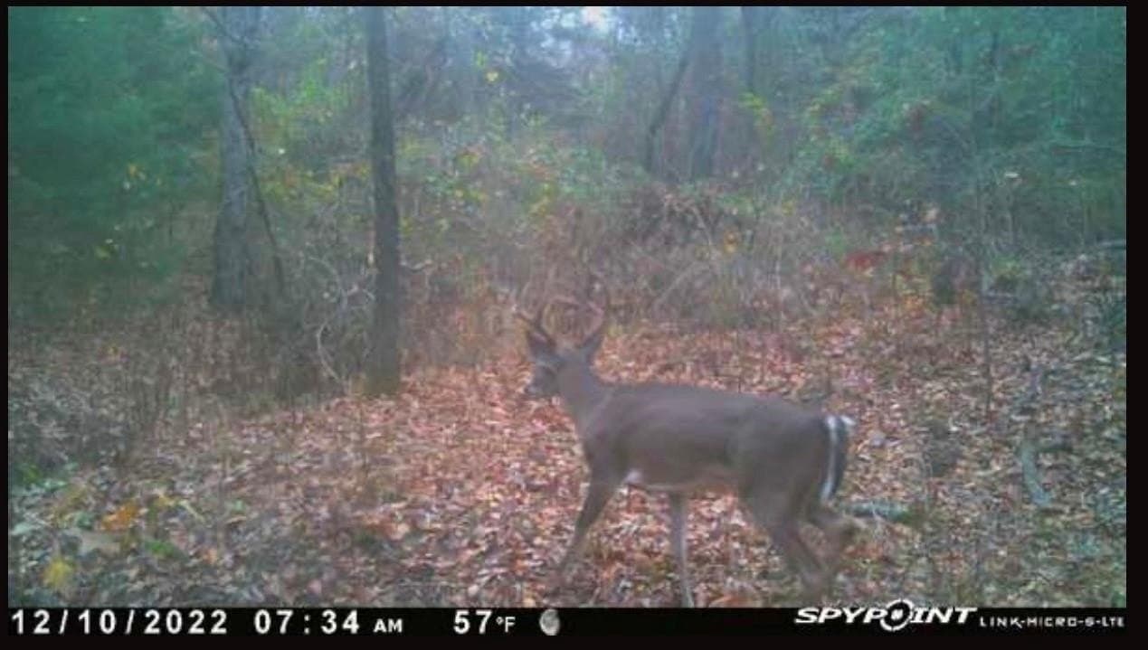 20 acres in Fannin County