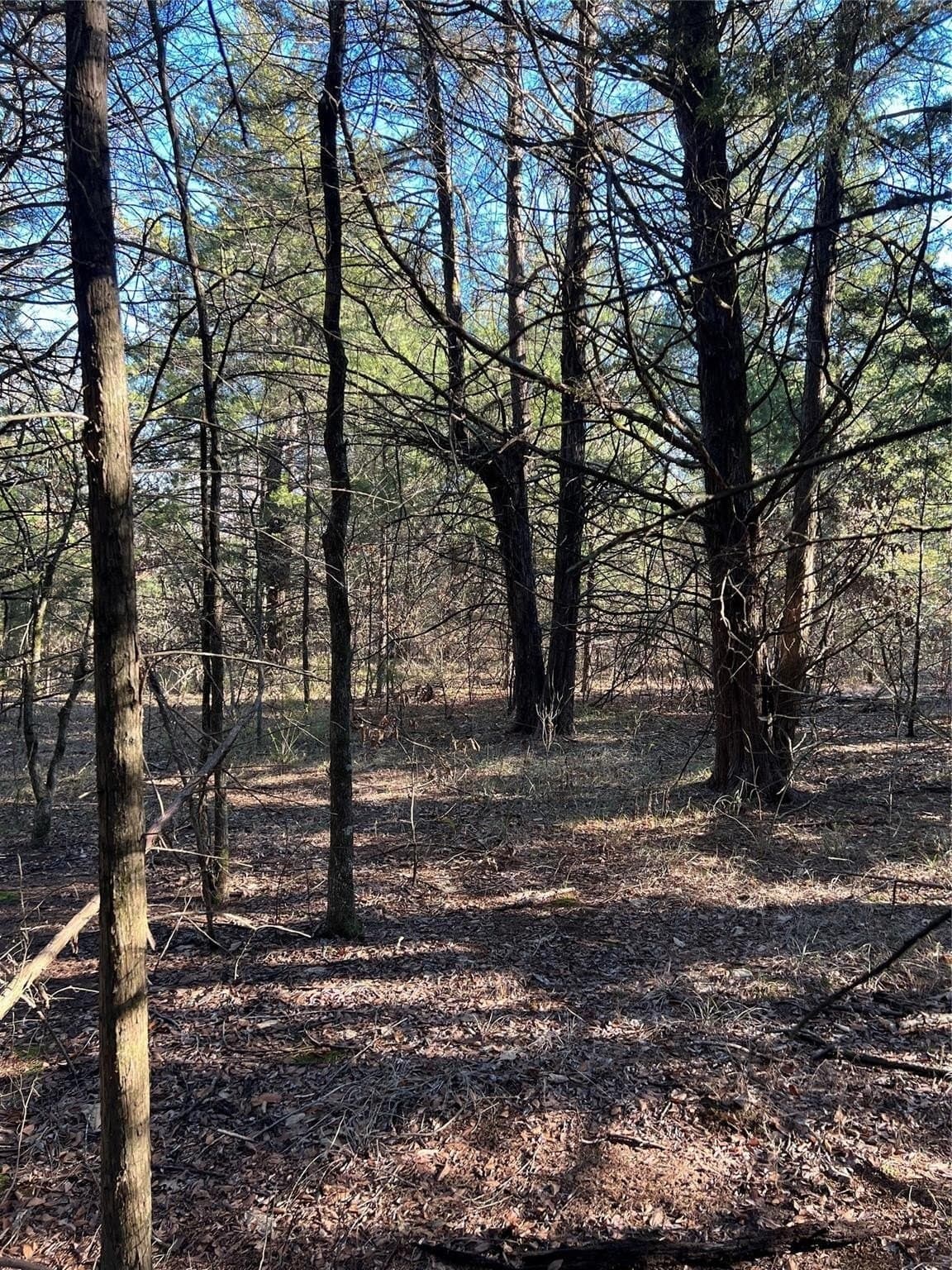 20 acres in Fannin County - photo 14