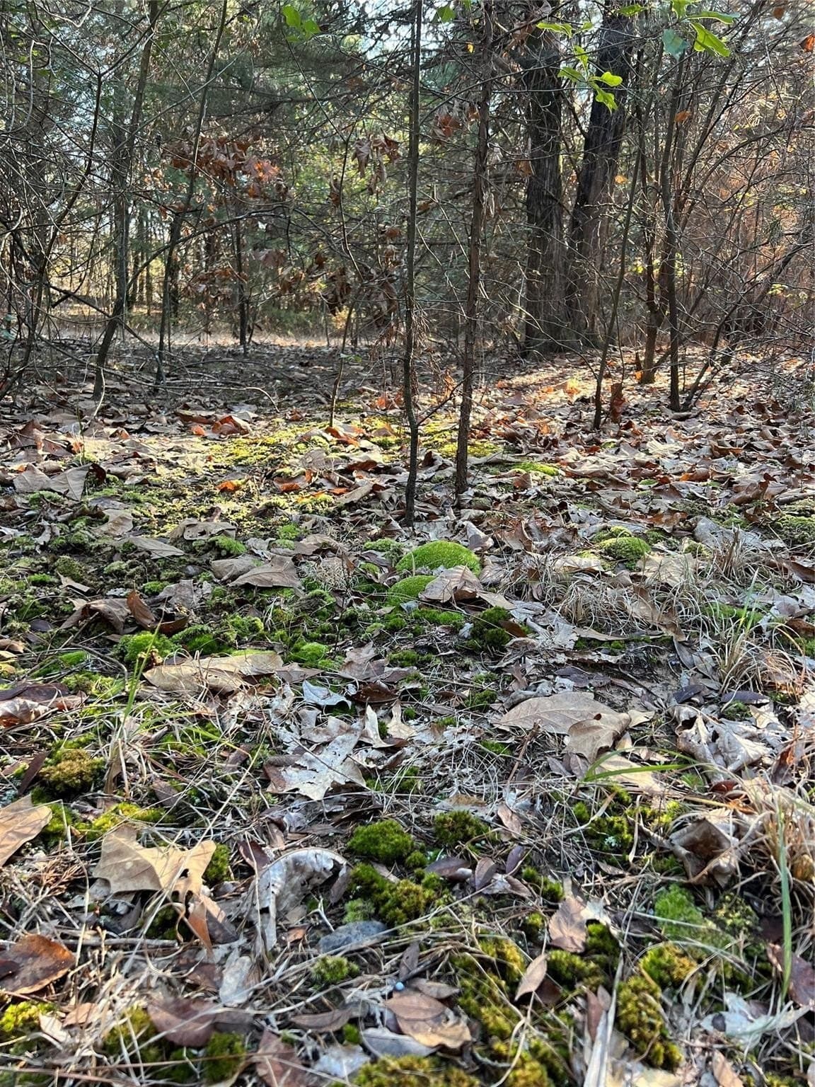 20 acres in Fannin County - photo 7