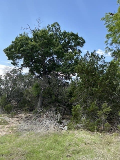 123 acres in Kerr County - photo 14