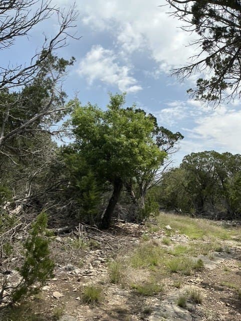 123 acres in Kerr County - photo 15