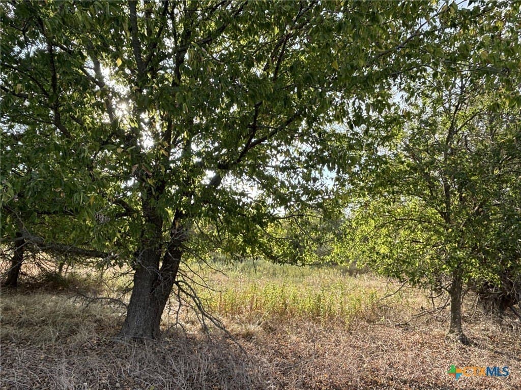 41 acres in Falls County - photo 4