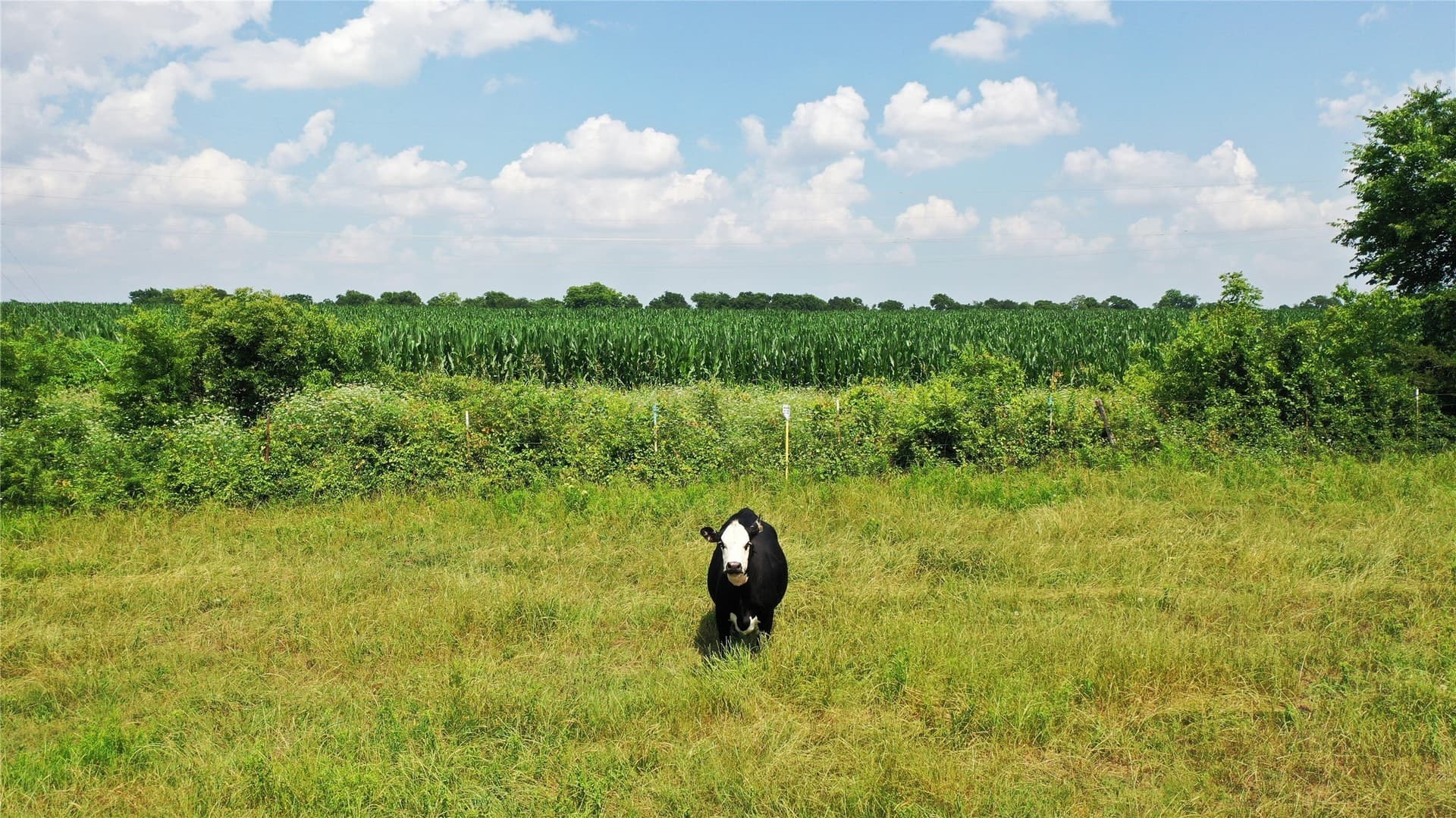 260.39 acres in Fannin County - photo 16