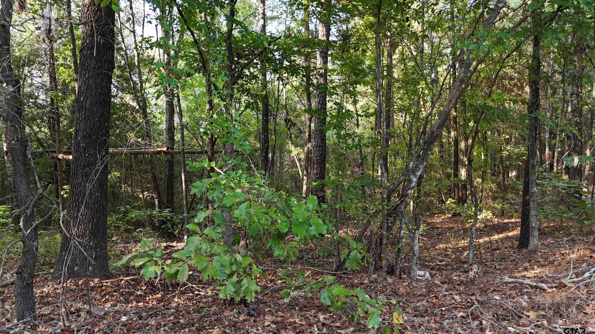 11 acres in Wood County - photo 9
