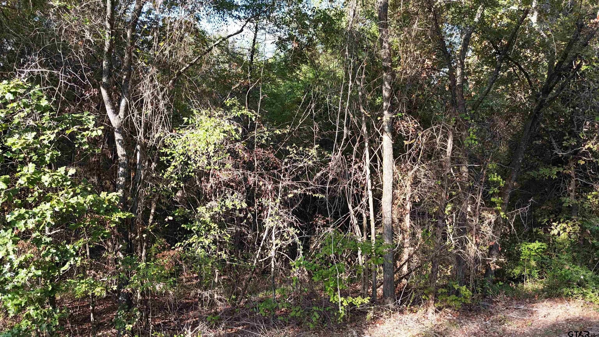 11 acres in Wood County - photo 6